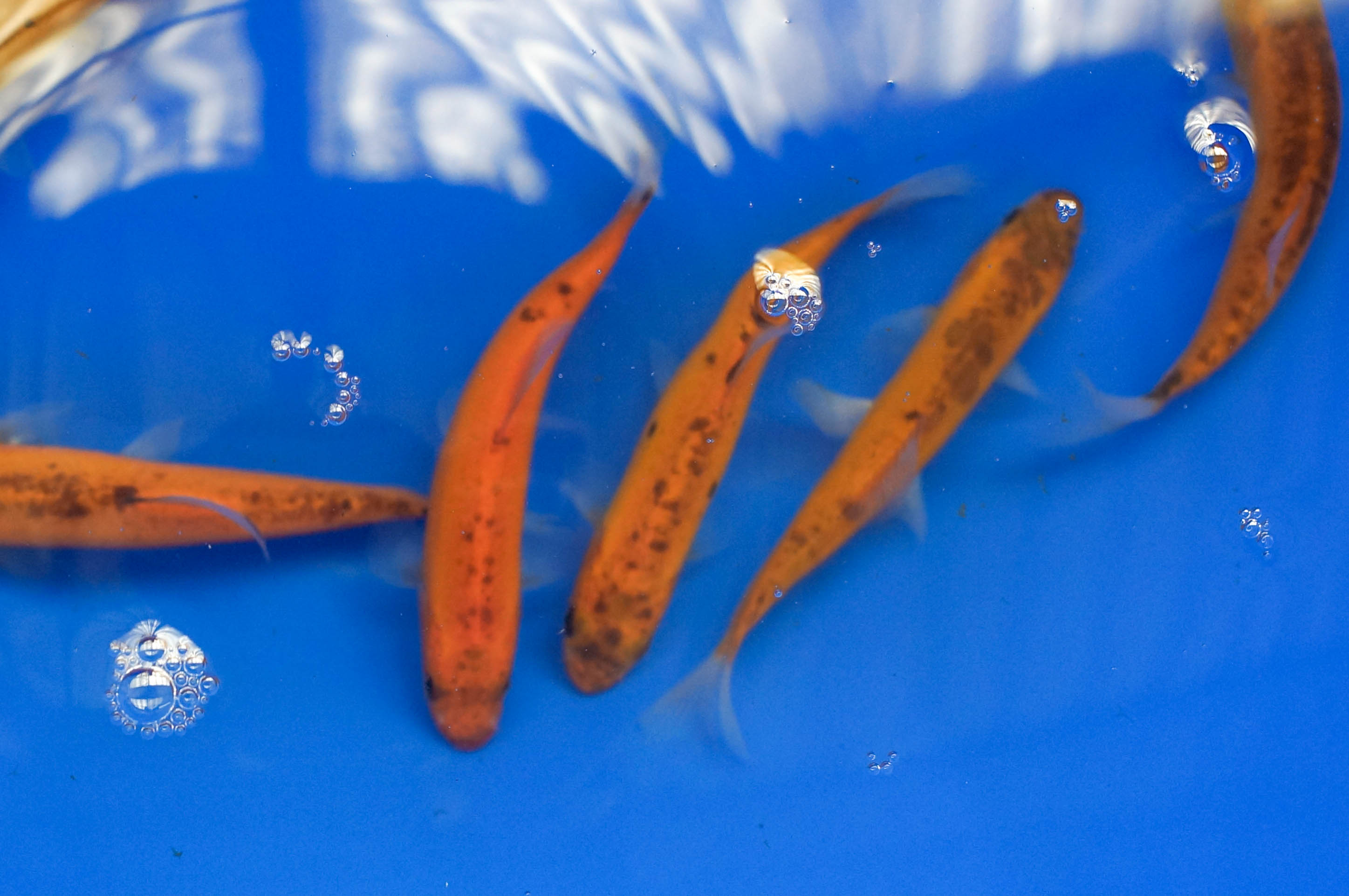 Tench clearance pond fish